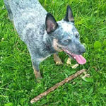 Blue Heeler dog with stick
