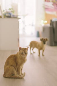 A cute cat and dog indoors in a cozy and warm home environment, creating a playful and family-friendly atmosphere.
