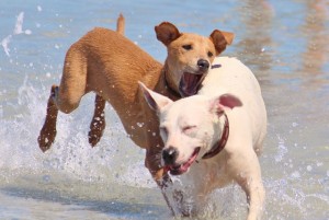 dogs playing in water