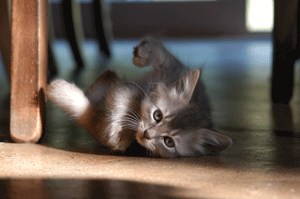 A kitten chooses his new name